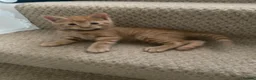 Mixed Breed cats for sale: Beautiful characterful kittens for sale. - Advert 6