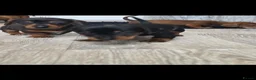 Miniature Dachshund dogs for sale: Miniature daschound REDUCED ££650££ - Advert 9