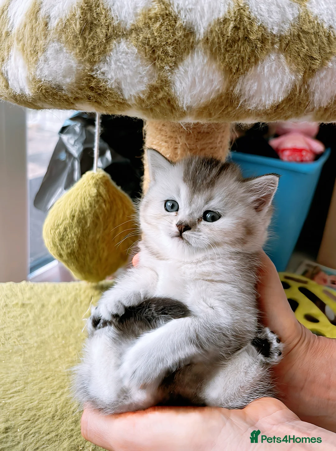 British Shorthair cats for sale: GCCF BSH silver tabby and silver chinchilla girls - Advert 2