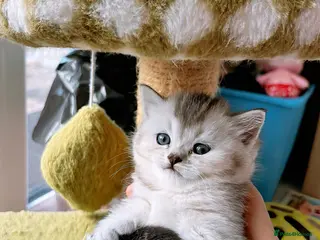 British Shorthair cats GCCF reg. BSH Last kitten Chinchilla girl - Advert 3