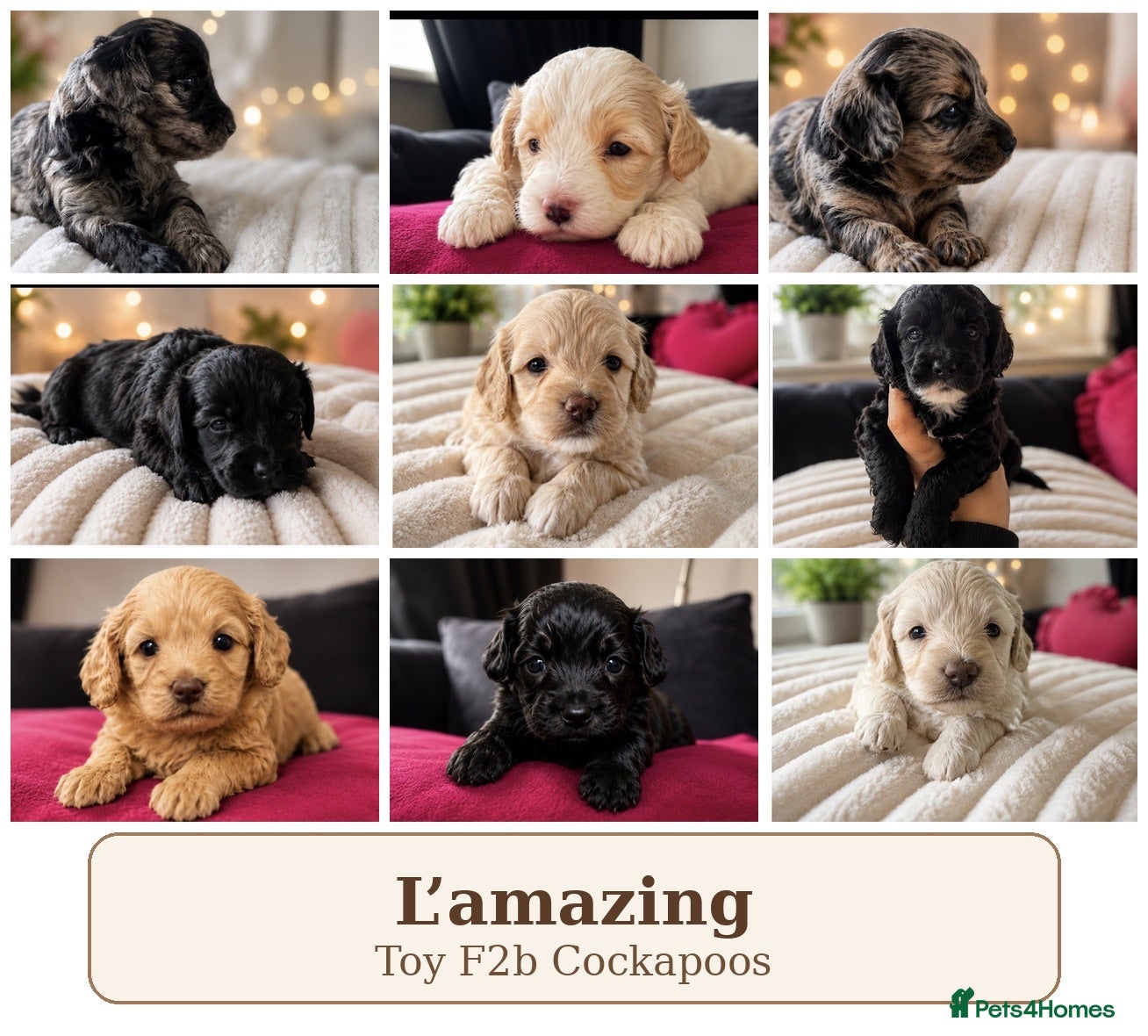 Cockapoo dogs 5* rated licensed vet approved F2b Toy Mini pups - Advert 1