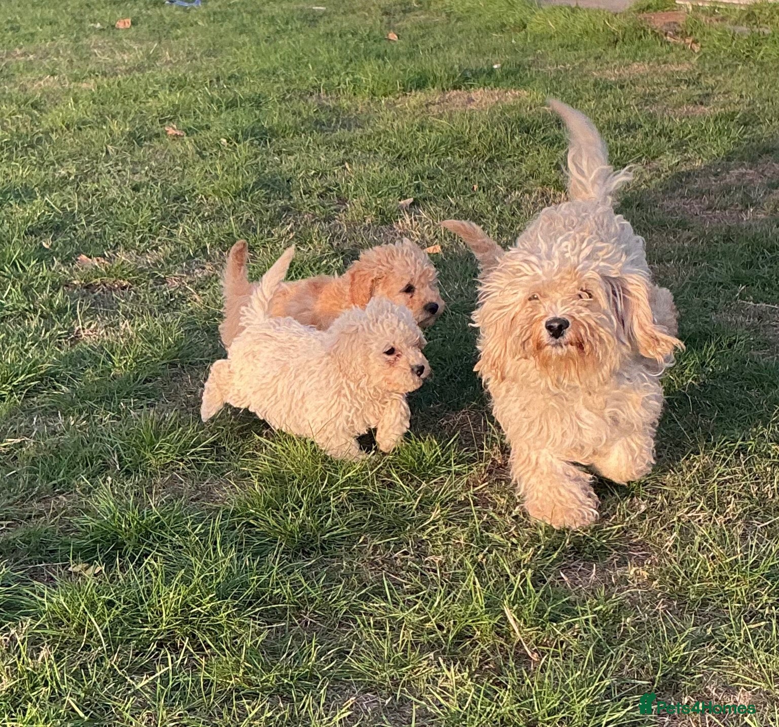 Cavapoo dogs Cavapoos  - Advert 2