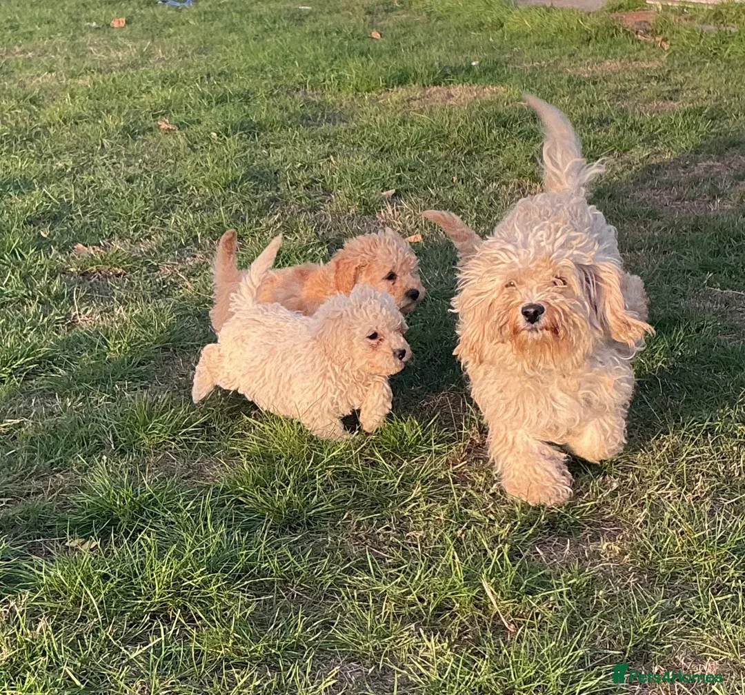 Cavapoo dogs for sale: Cavapoos  in Southampton - Advert 1