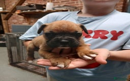 Boxer dogs for sale: Kc registered bob and tailed boxer puppies - Image 8