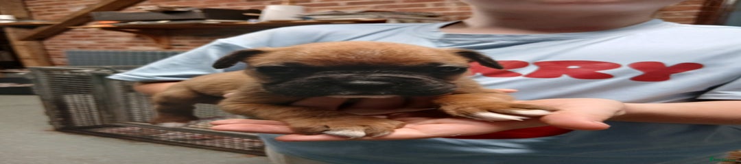 Boxer Puppy 5