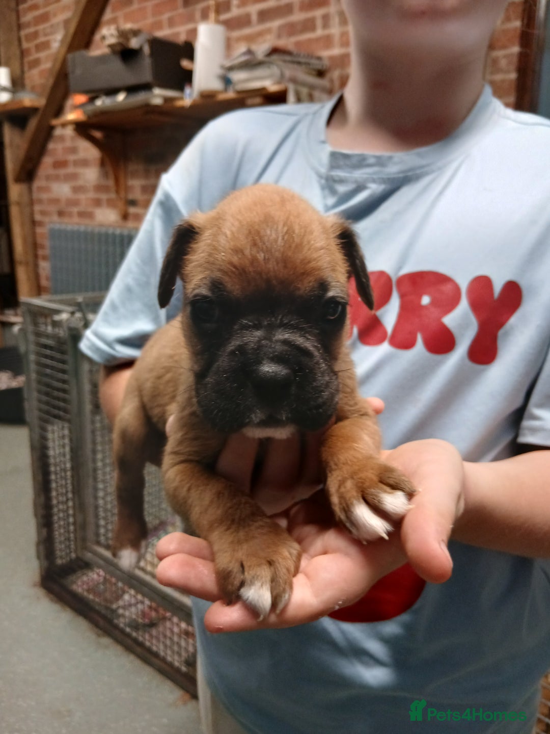 Boxer dogs for sale: Kc registered bob and tailed boxer puppies - Image 8