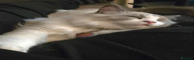 Male 