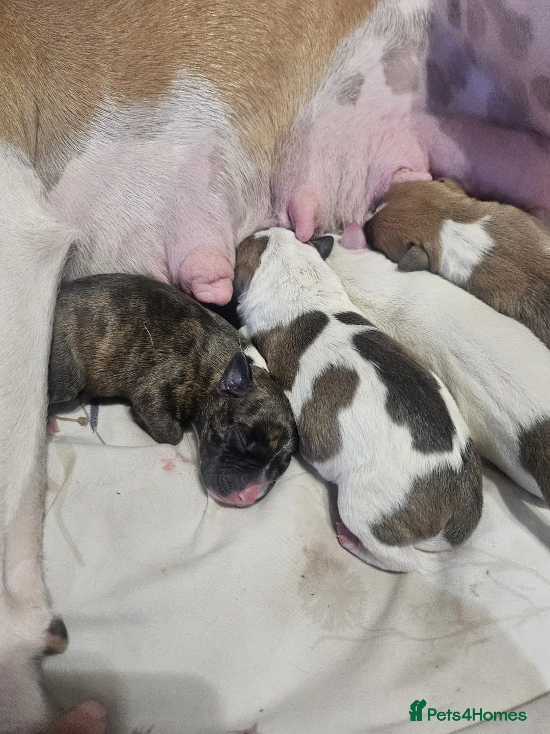 Staffordshire Bull Terrier dogs for sale: Staffy pup - Advert 15