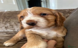 Cocker Spaniel dogs for sale: Gorgeous KC reg cocker spaniel puppy - Image 4