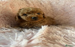 Toy Poodle dogs for sale: Beautiful Toy Poodles  - Image 13