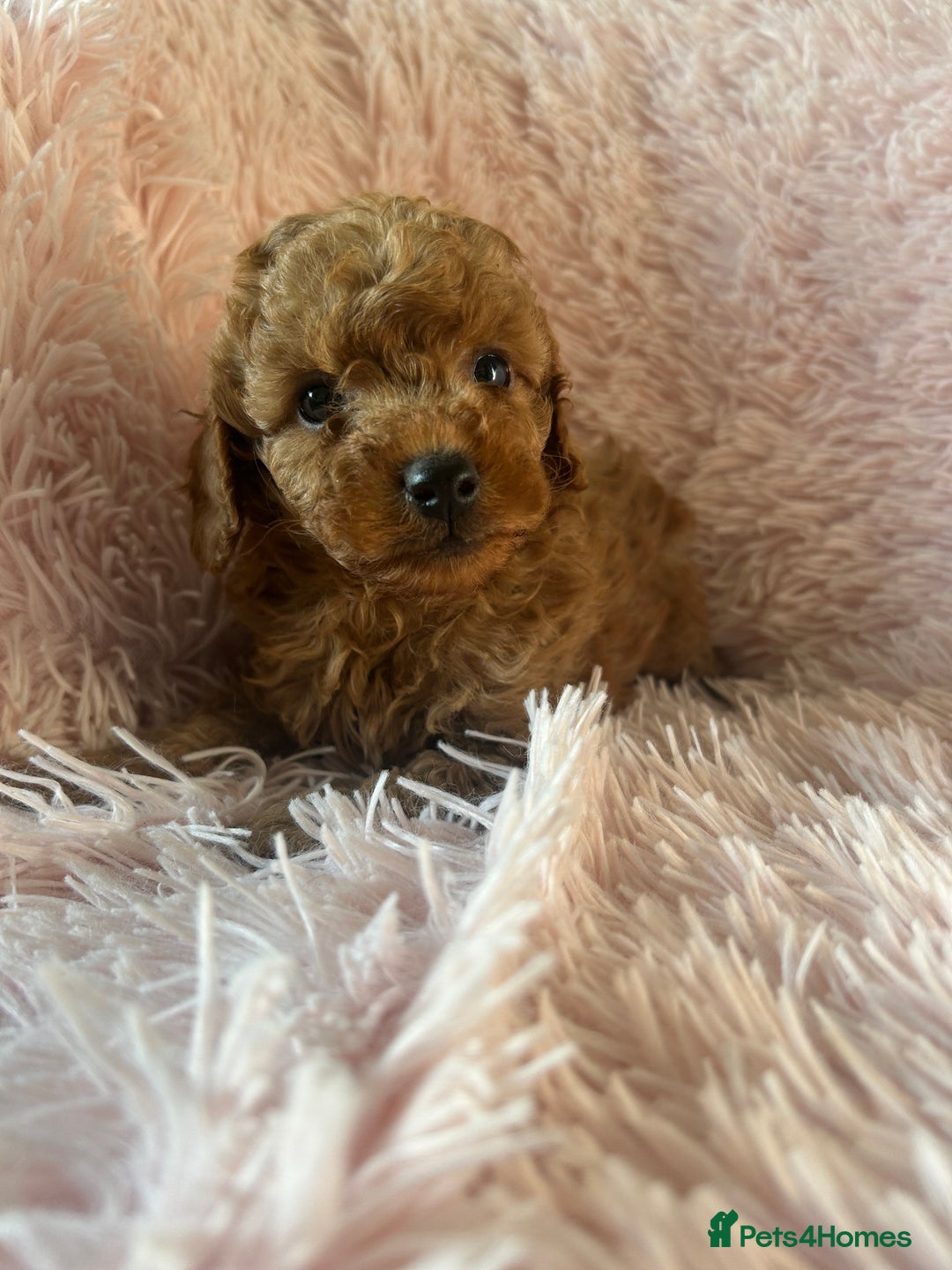 Toy Poodle dogs for sale: Beautiful Toy Poodles  - Image 13