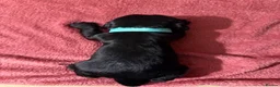 Cocker Spaniel dogs for sale: Beautiful Male Cocker Spaniel Puppies - Advert 10