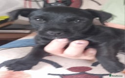 Patterdale Terrier dogs for sale: Patterdale puppy  - Image 4