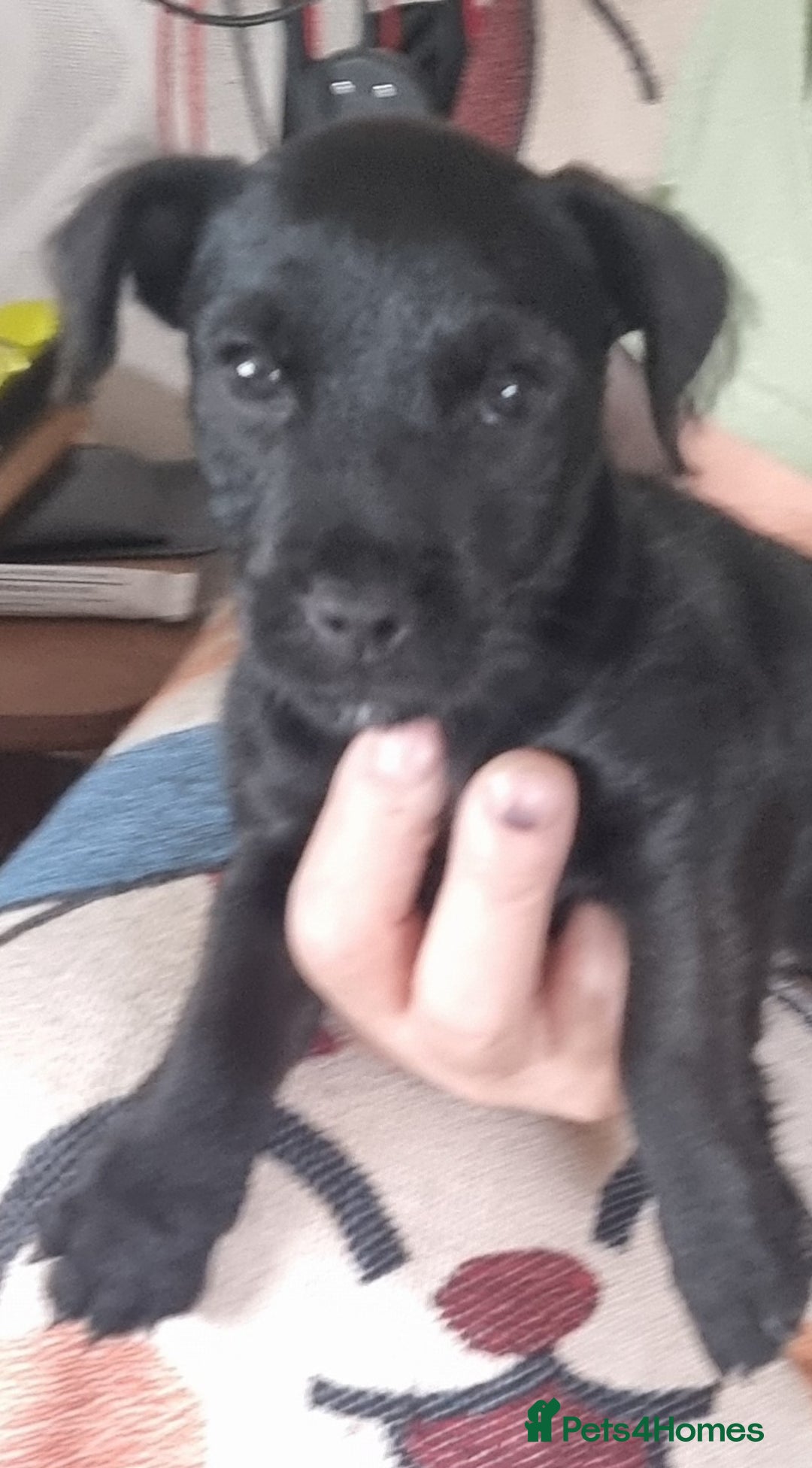 Patterdale Terrier dogs for sale: Patterdale puppy  - Image 4