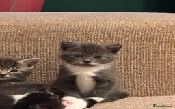 Mixed Breed cats for sale: Mixed breed kittens for sale - Image 3