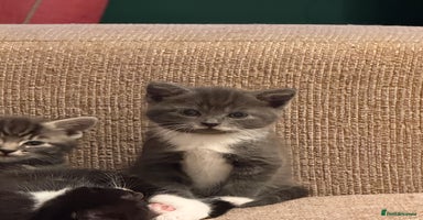 Mixed Breed cats - Advert 8