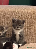 Mixed Breed cats - Advert 10