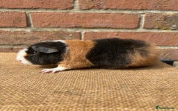 Guinea Pig rodents for sale: Beautiful boars! - Image 4