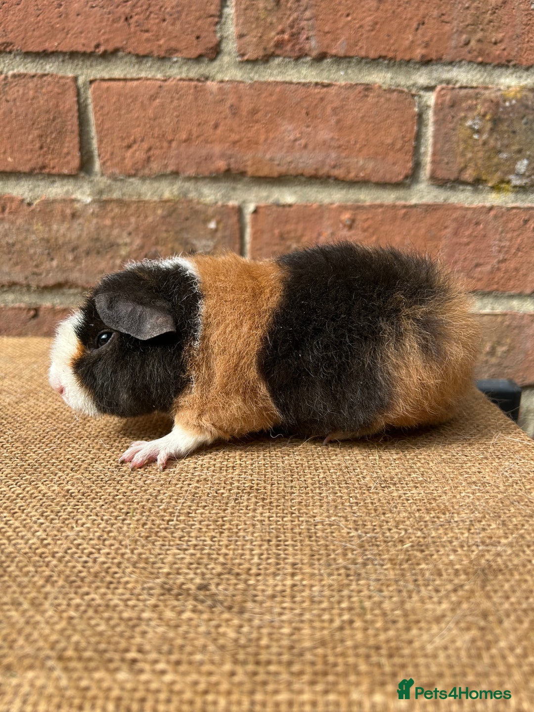 Guinea Pig rodents for sale: Beautiful boars! - Image 4