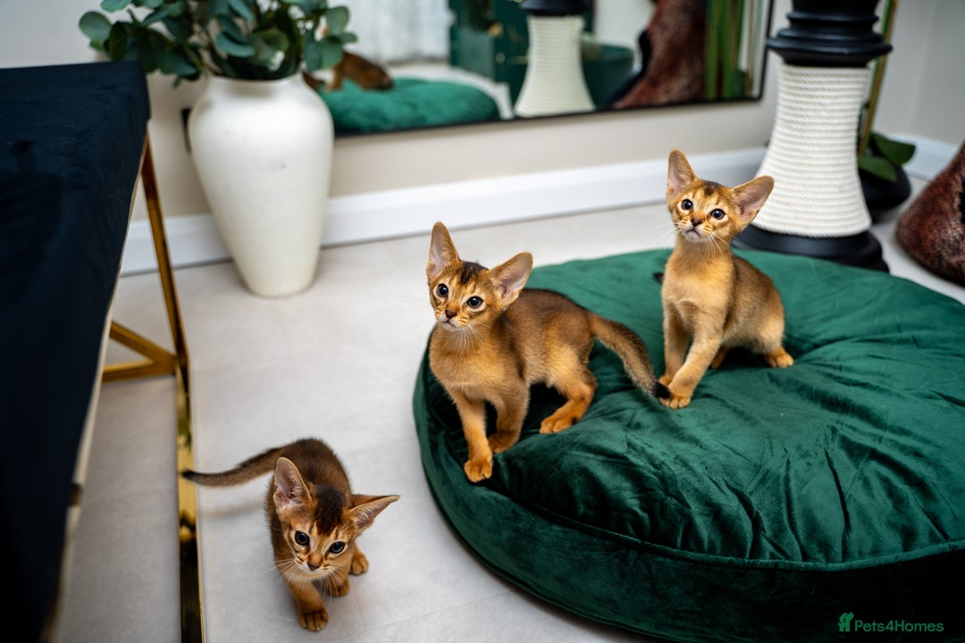 Abyssinian cats for sale: Elegant Abyssinian Kittens Champion Lines 🏆 🥇  - Image 4