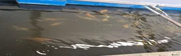 Koi Carp fish for sale: Koi carp and goldfish 🐠  in Rayleigh - Advert 9