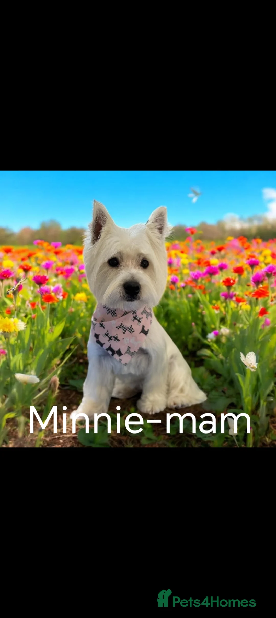 West Highland Terrier dogs for sale: Beautiful west highland terriers  in Wrexham - Advert 8
