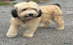 Bernedoodle dogs for sale: RED TRI BERNADOODLE GIRL - Image 6