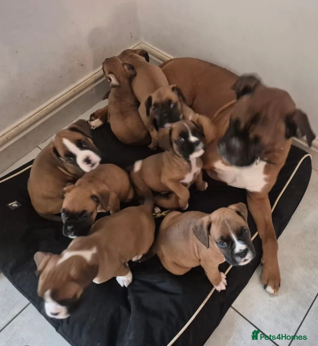 Boxer dogs for sale: Stunning Kc Girl - Advert 2