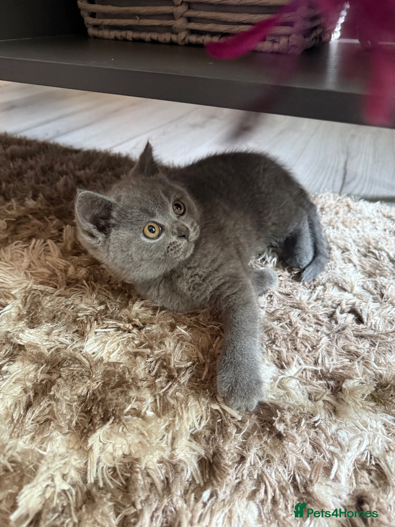 British Shorthair cats 😻Blue British Shorthair Boy ChampionLine 😻🥇🏆 - Advert 10