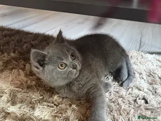 British Shorthair cats 😻Blue British Shorthair Boy ChampionLine 😻🥇🏆 - Advert 5