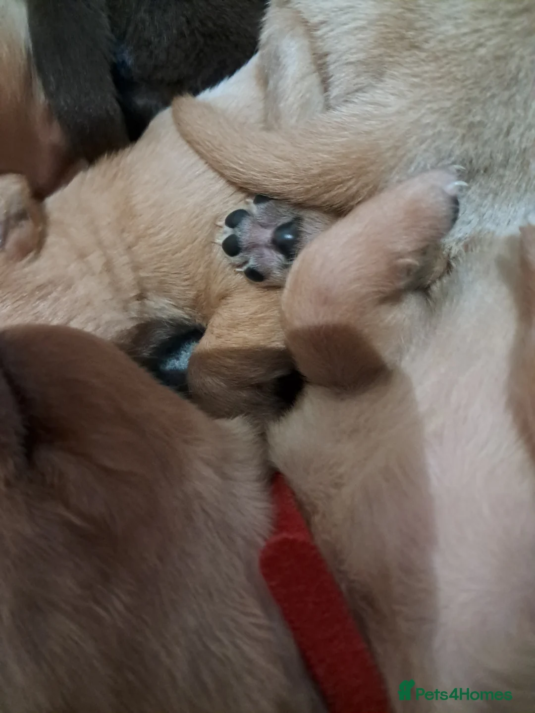 Labrador Retriever dogs for sale: Labrador Puppies - Advert 8