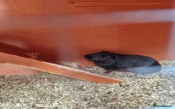Guinea Pig rodents for sale: Guinea pigs  - Image 2