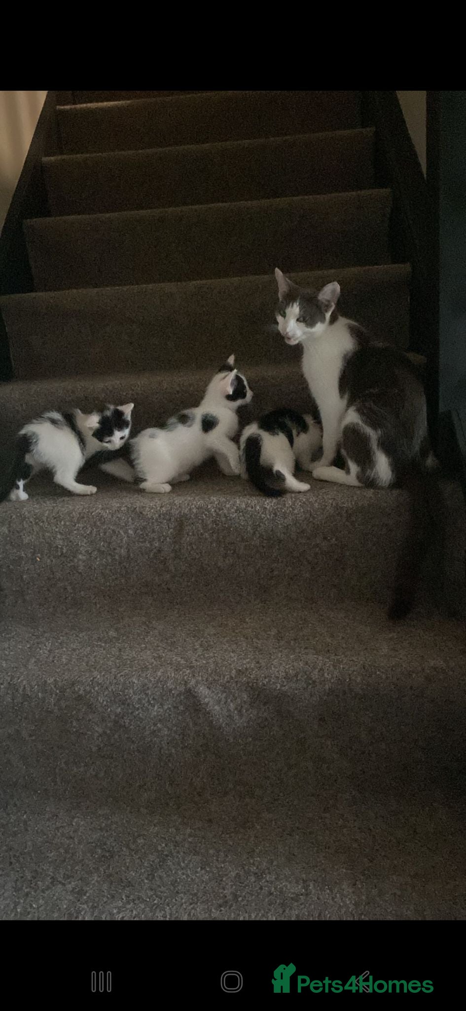 Mixed Breed cats 4 gorgeous kittens for sale  - Advert 3