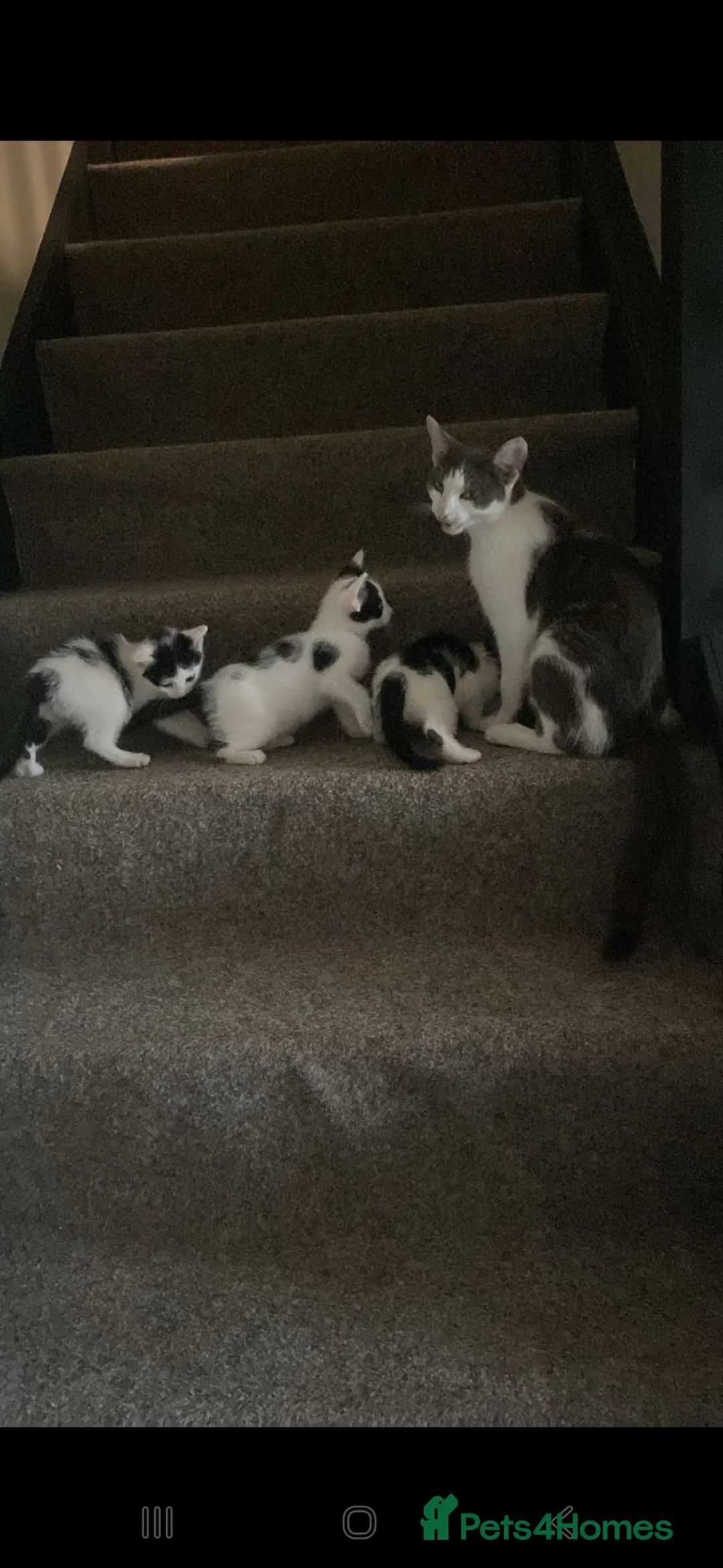 Mixed Breed cats for sale: 4 gorgeous kittens for sale  in Ilminster - Advert 1