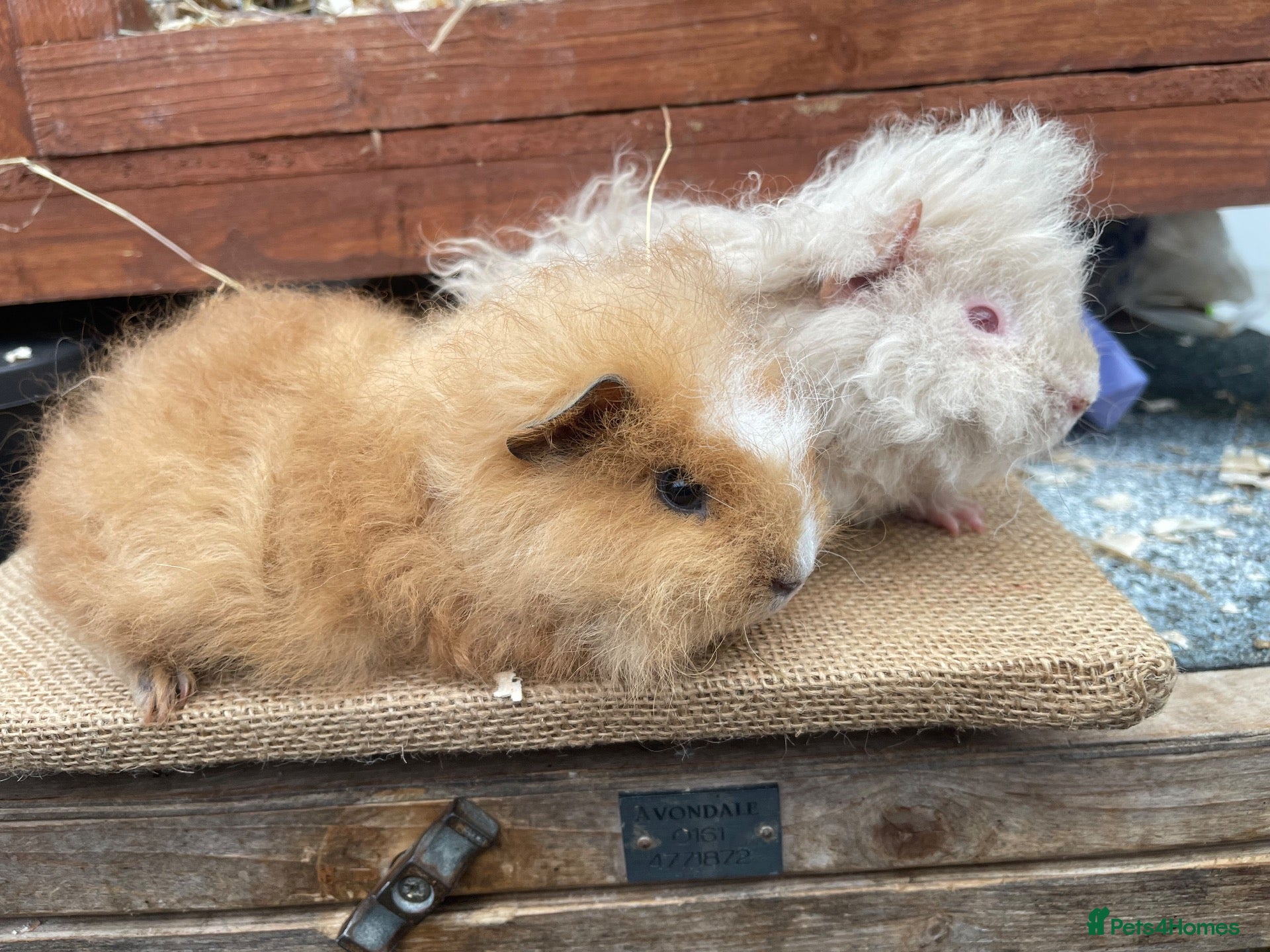 Guinea Pig rodents Fluffy piggies  - Advert 3