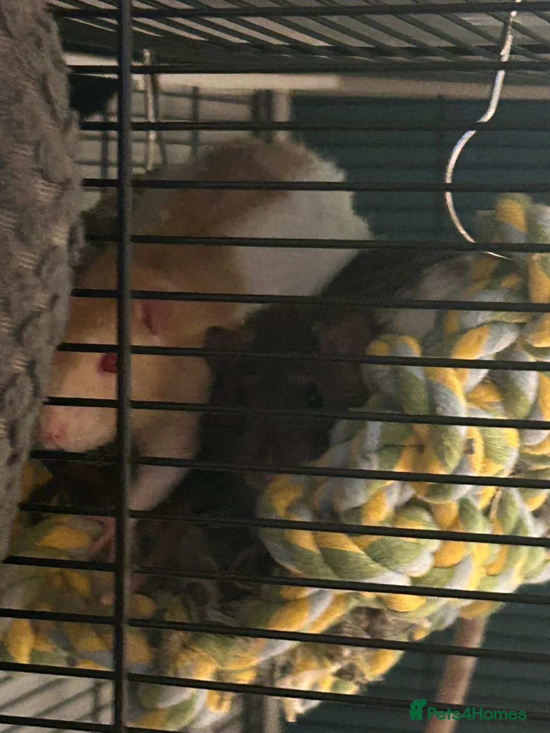 Rat rodents for sale: Mocha and mango in Pontypool - Advert 5