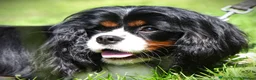 Cavalier King Charles Spaniel dogs for sale: Beautiful Adult Male - Advert 3