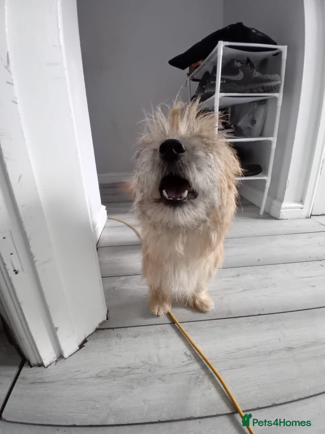 Cairn Terrier dogs for sale: KC registered Cairn terriers - Image 5