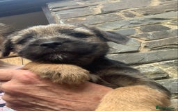 Border Terrier dogs for sale: Border terrier male puppy.  Ready now - Image 5