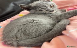 British Shorthair cats for sale: Beautiful 5th generation British shorthair kittens - Image 14