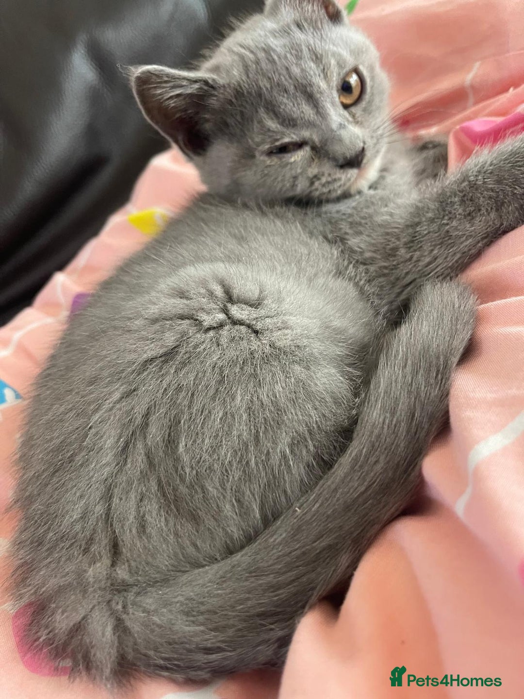 British Shorthair cats for sale: Beautiful 5th generation British shorthair kittens - Image 14