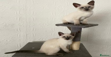 Siamese cats - Advert 15