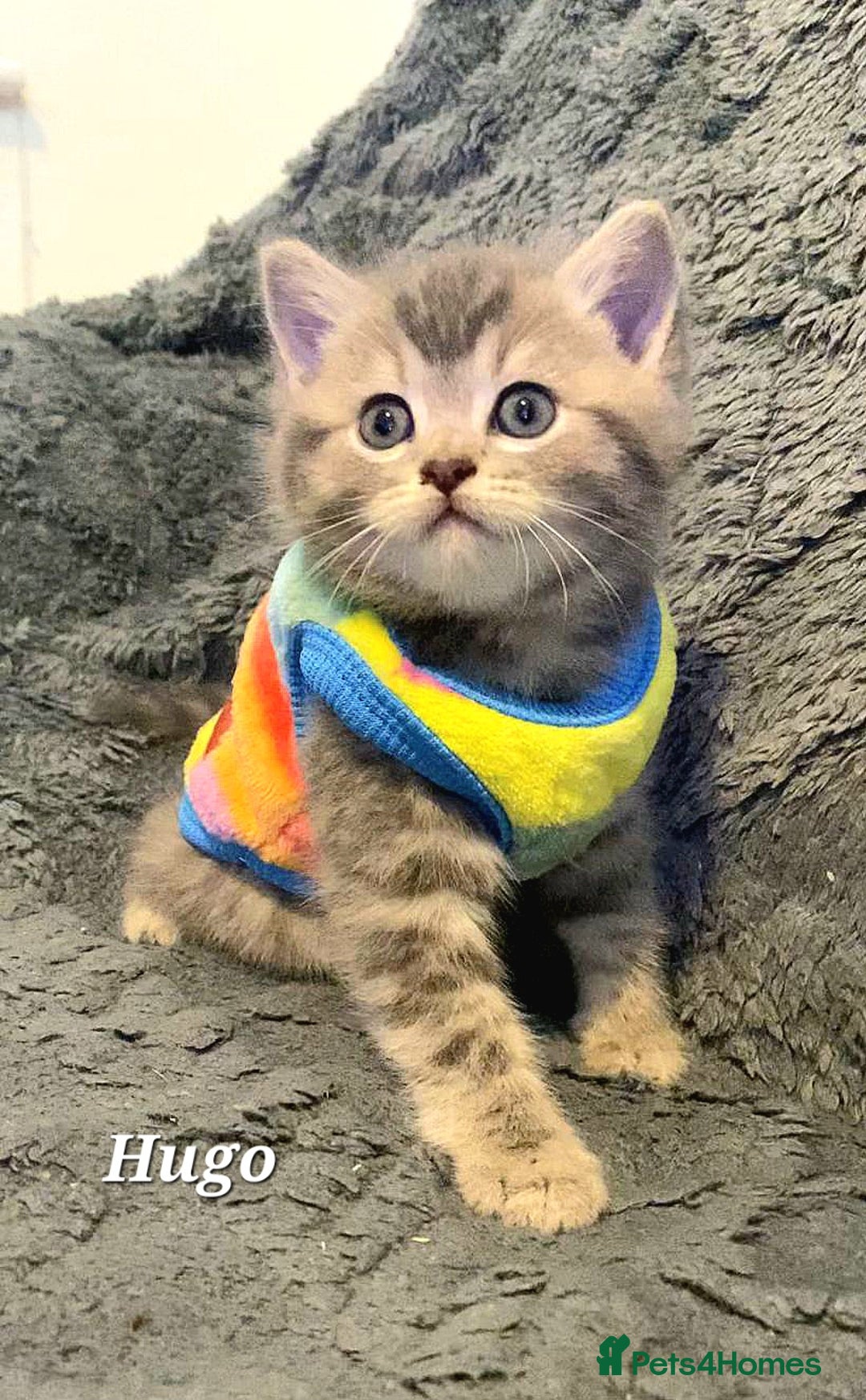 British Shorthair cats for sale: Little princess 👸  - Advert 20