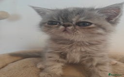 Exotic cats for sale: Exotic Shorthair Kittens - Image 2