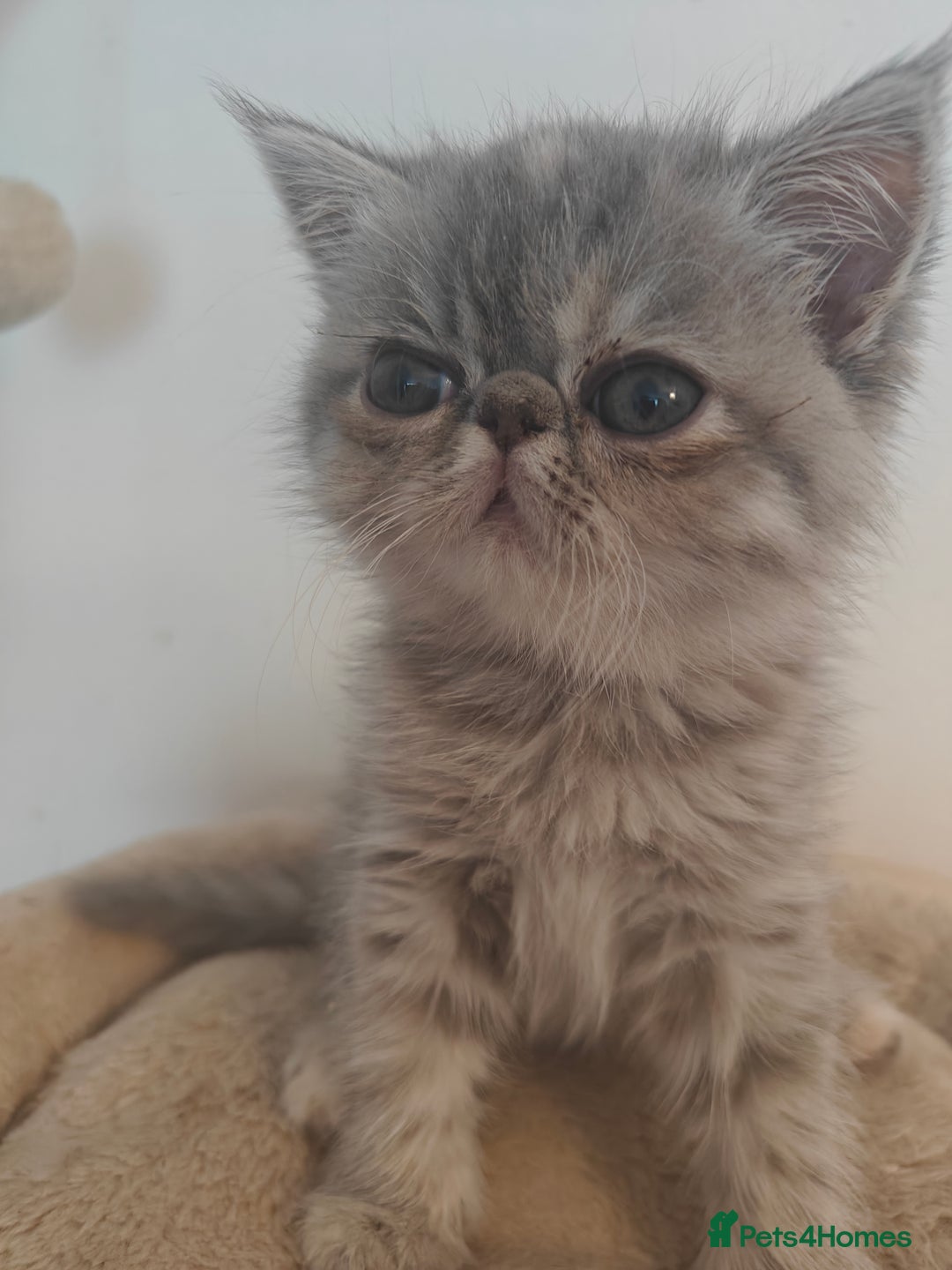 Exotic cats for sale: Exotic Shorthair Kittens - Image 2