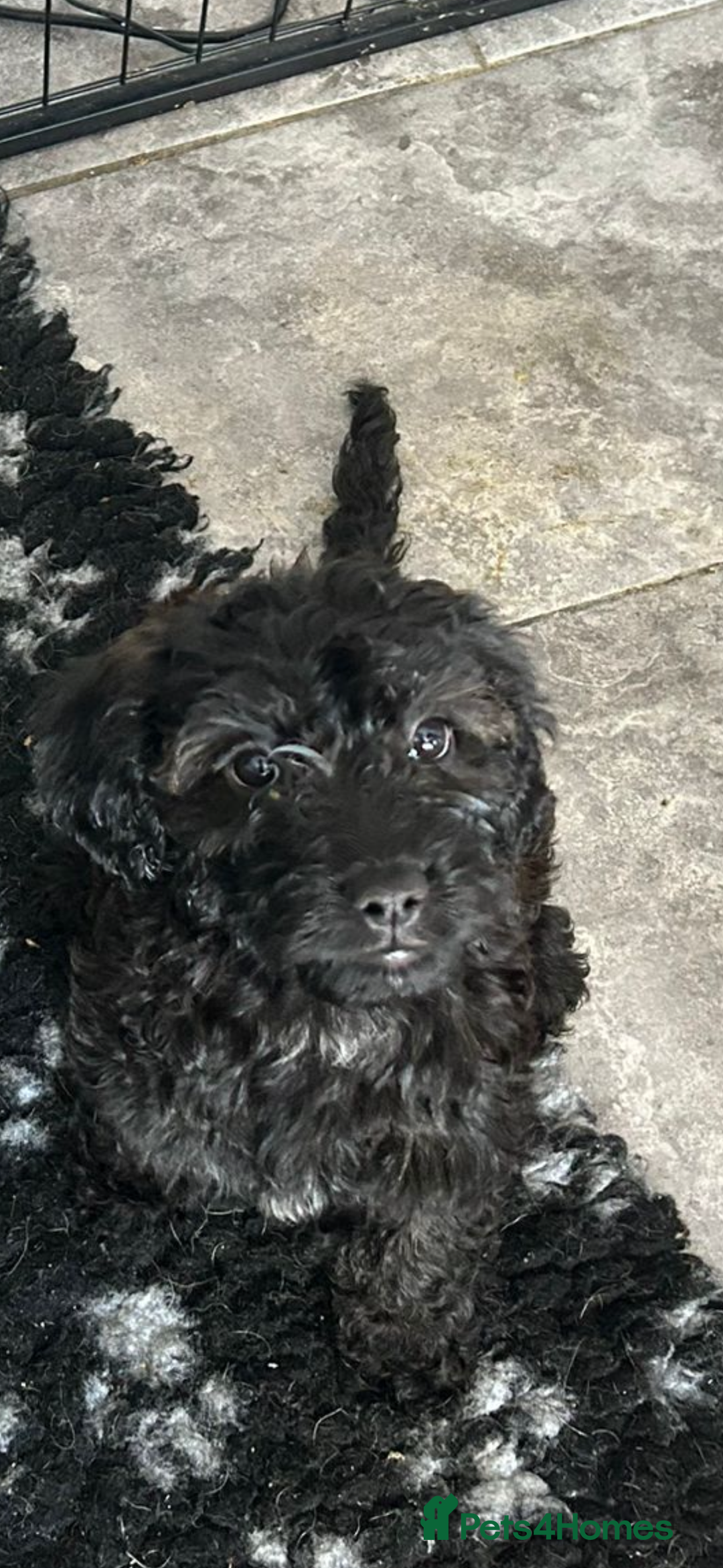 Mixed Breed dogs for sale: final reduction to find forever home  - Image 24
