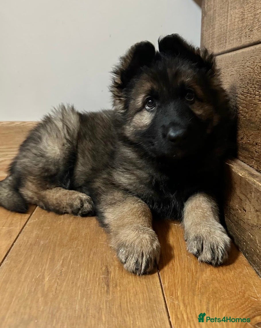 German Shepherd dogs Exceptional KC Health tested L/C Puppies  - Advert 17