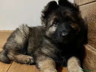 German Shepherd dogs Exceptional KC Health tested L/C Puppies - Advert 17