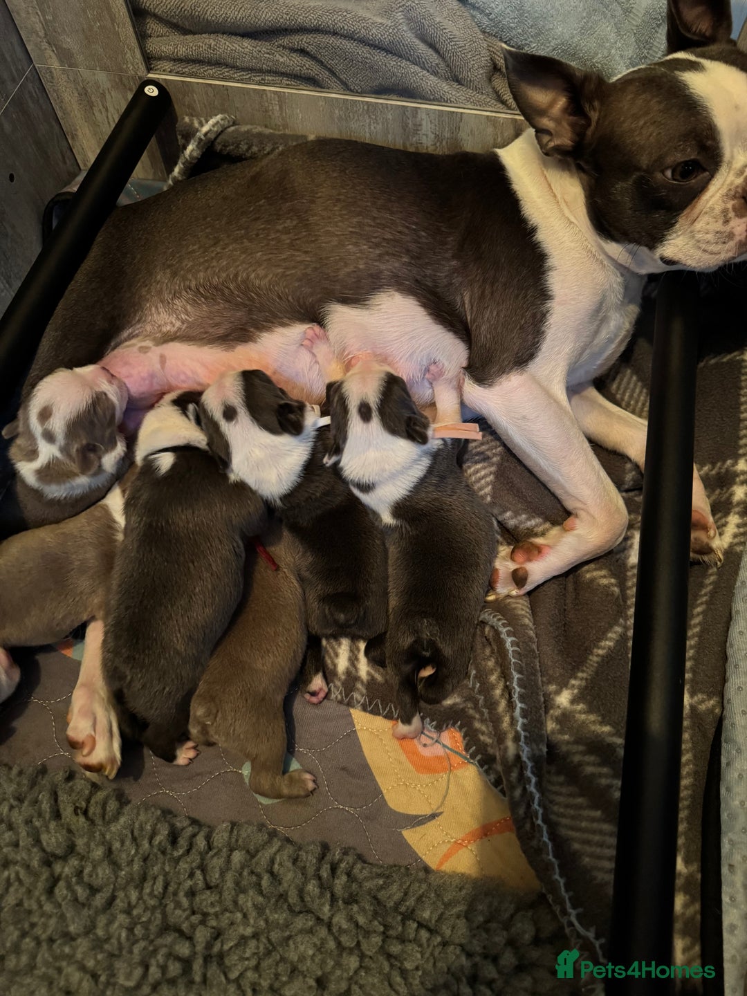 Boston Terrier dogs for sale: Stunning rainbow litter born 5/8/35 - Image 12