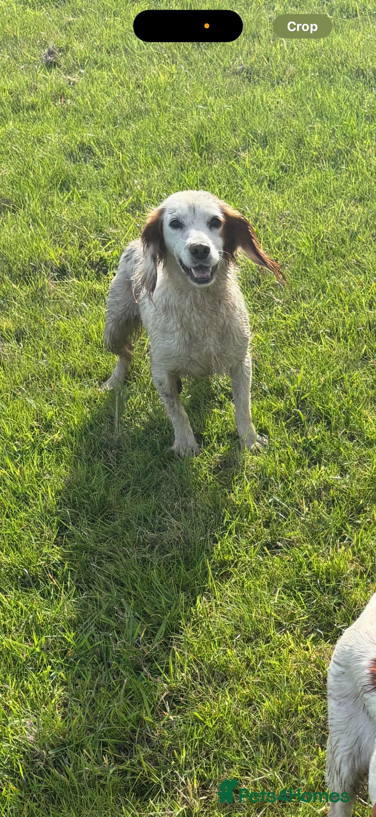 Cocker Spaniel dogs Rehome Cocker Spaniel - Advert 6